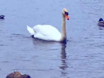 swan