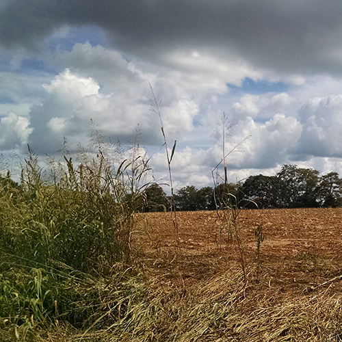 field-2