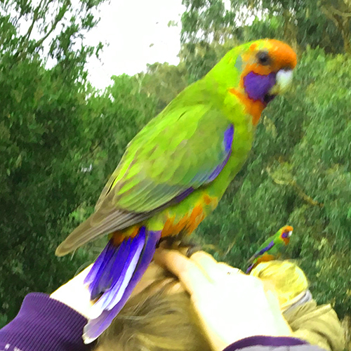 Parrot